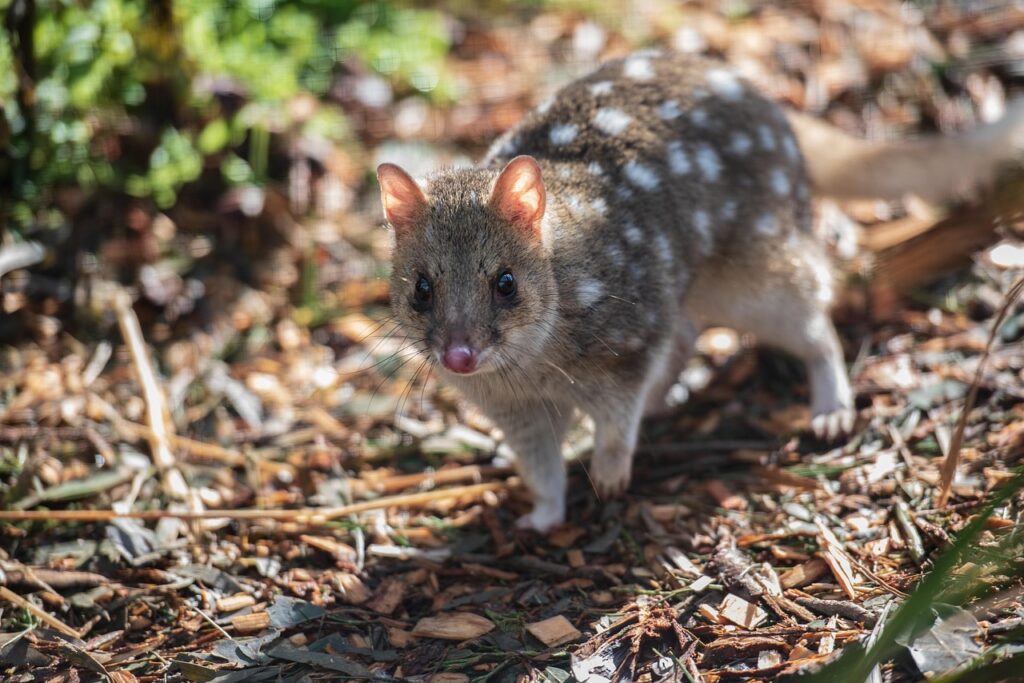 A Quoll