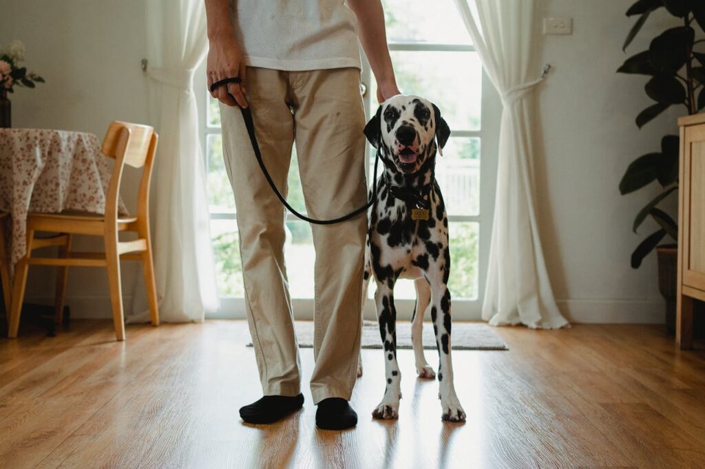 Dog with owner