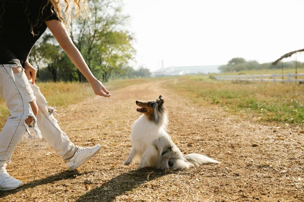 collie