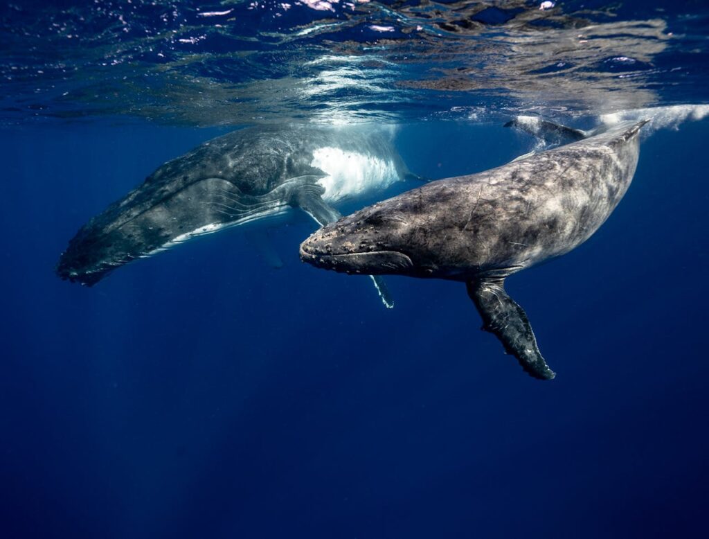 Humpback Whales Underwater