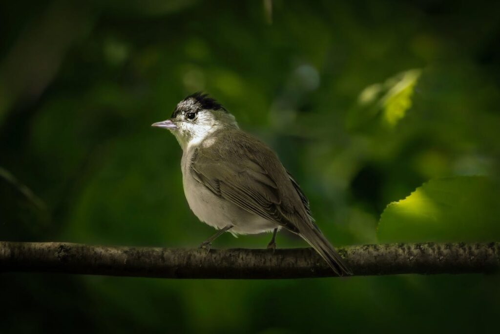 Black-Capped Vireo