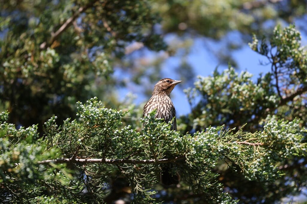 Bicknell’s Thrush