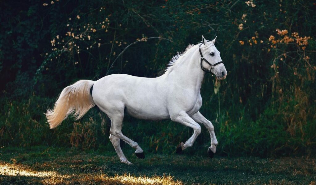 White Horse on Green Grass