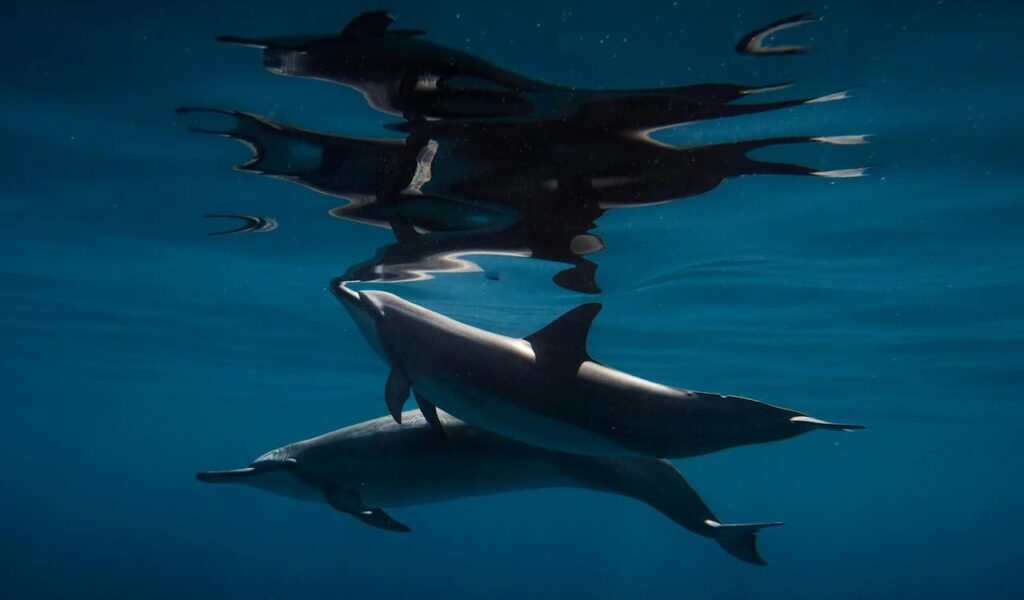 Underwater Reflection of Dolphins