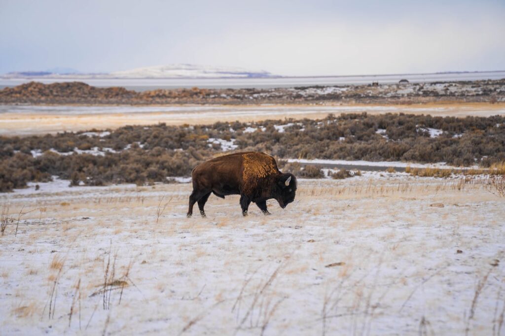 American Bison