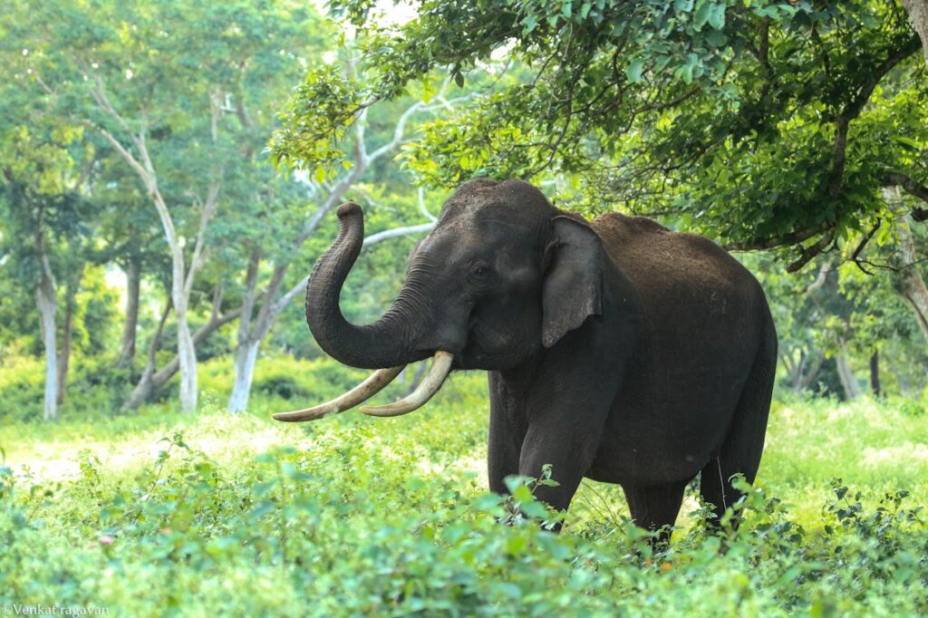 Asian Elephant