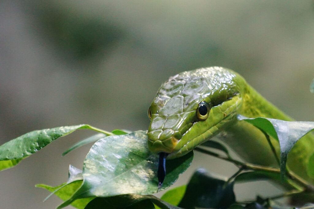 Snake flickering its tongue