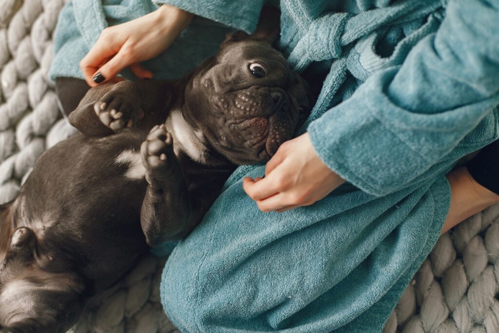 Dog Massage