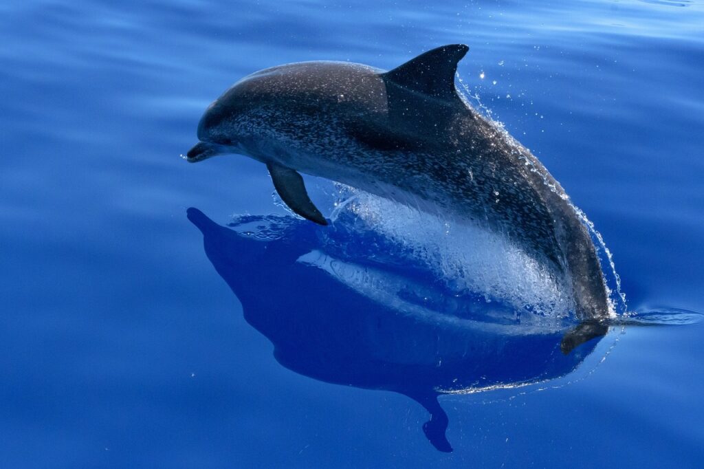 A Dolphin at sea