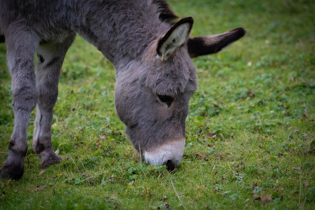 Miniature Donkey grazing