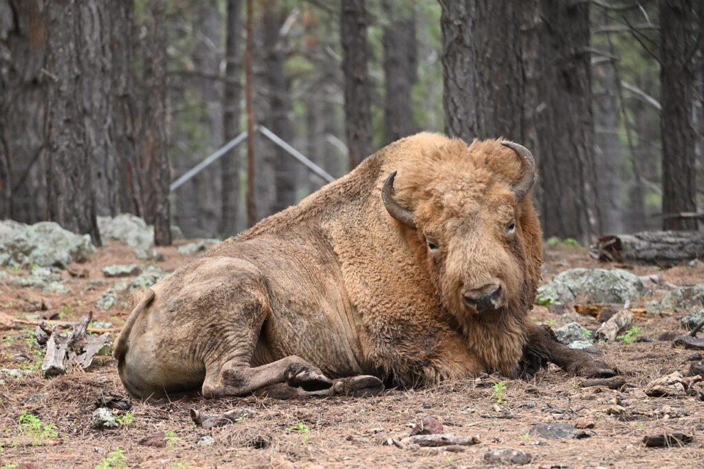 american-bison-6583690_1280