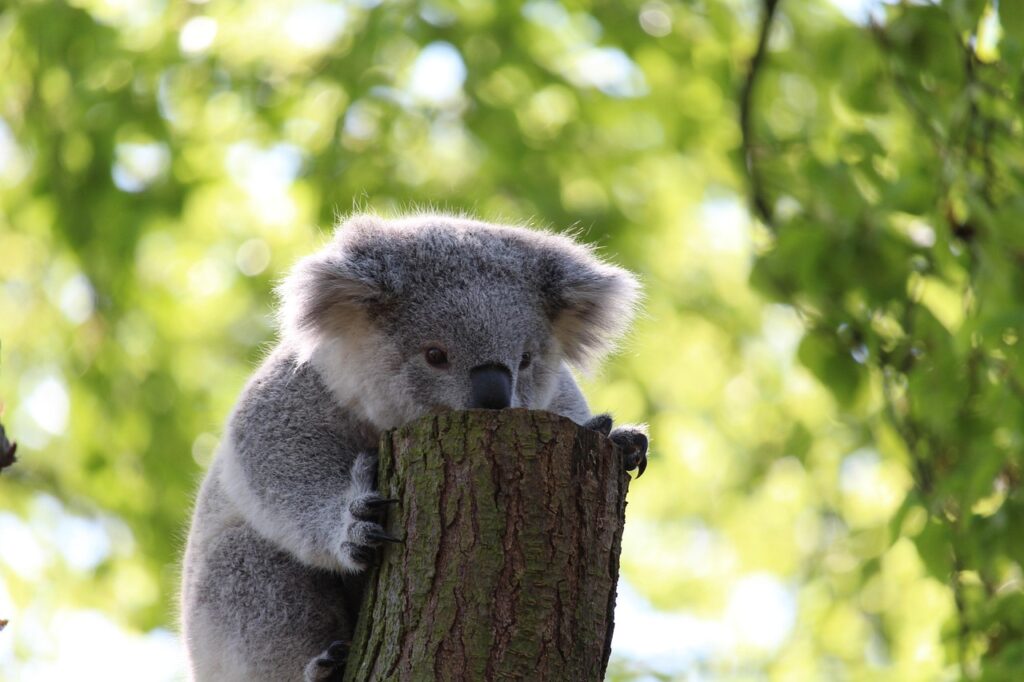 A Koala Bear