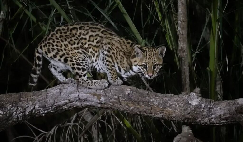 Ocelot