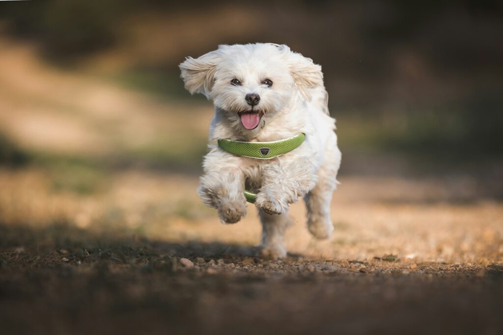Maltese