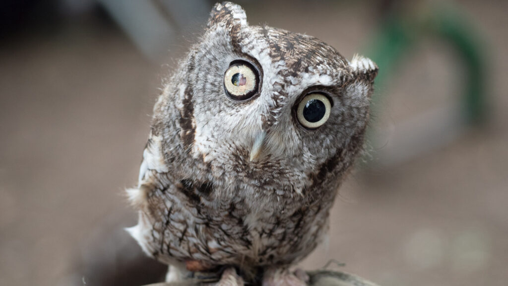 An Eastern Screech Owl