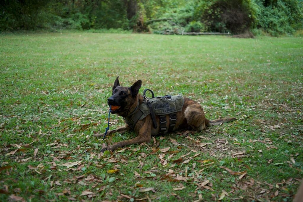 Dutch Shepherd