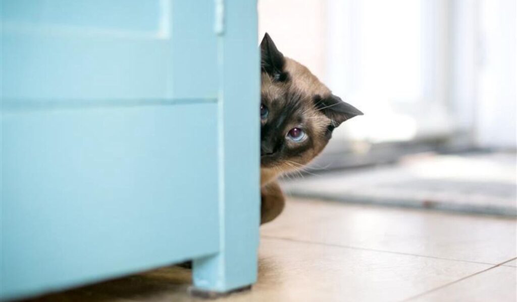 A Siamese cat hiding and peeking from behind a cabinet.
