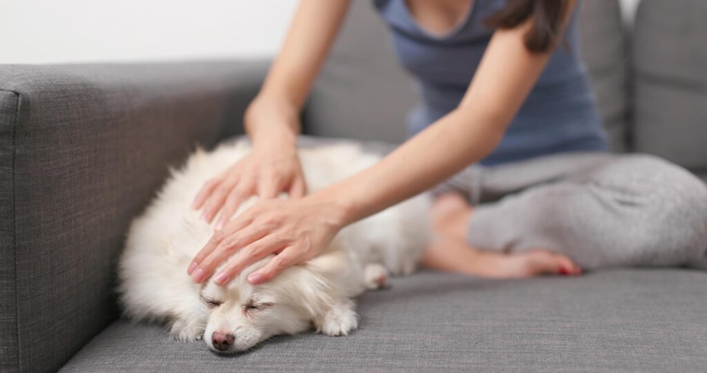 Dog Massage