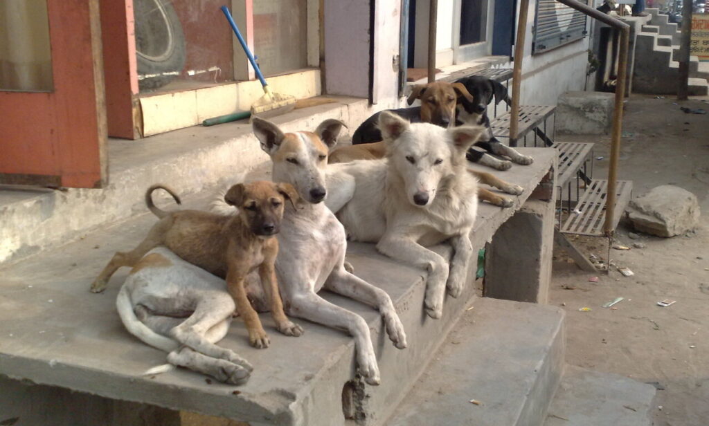 Pack of feral dogs
