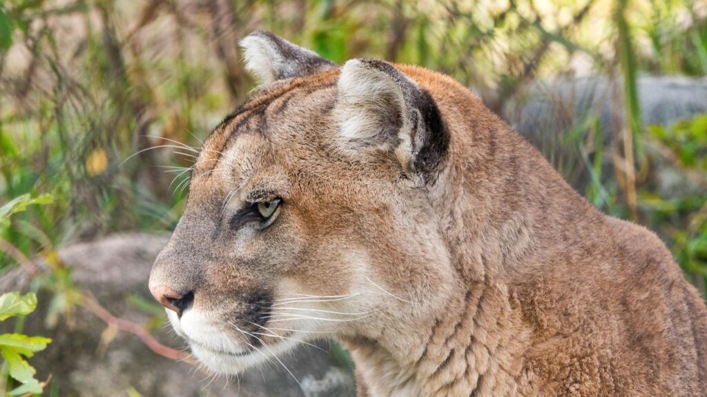 Closeup of a Mountain Lion