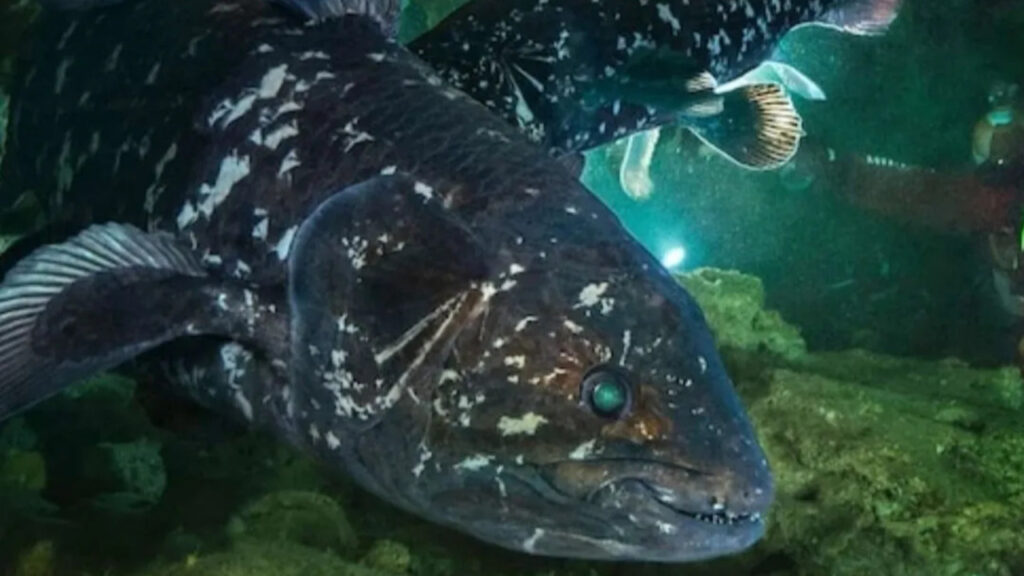 Coelacanth closeup