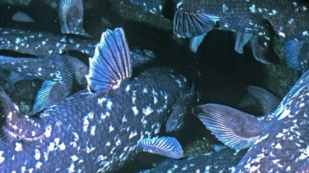 School of Coelecanth