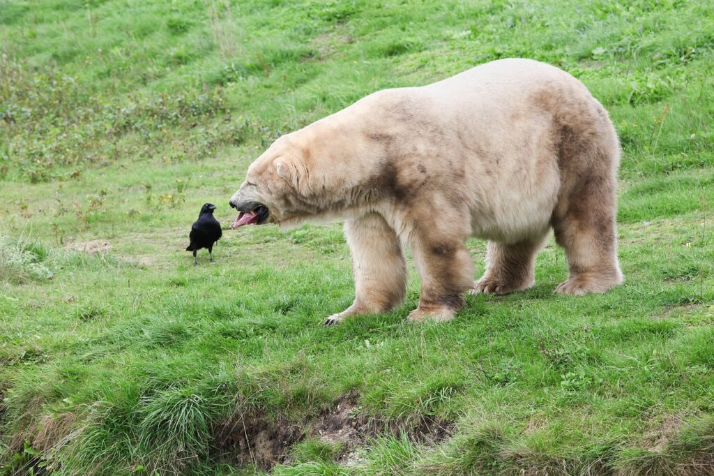 Polar Bear next to a bird