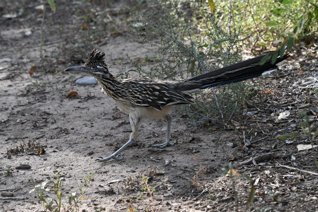 road-runner-7736435_1280