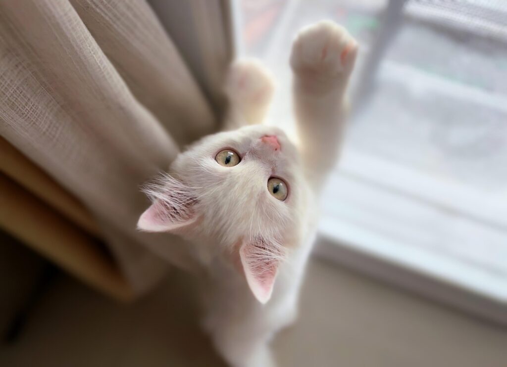 Cat trying to climb