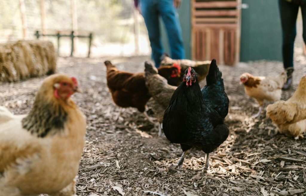 A group of chickens, including a prominent black one, peck around a fenced outdoor area with people in the background.