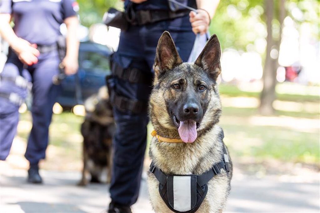 German Shepherd