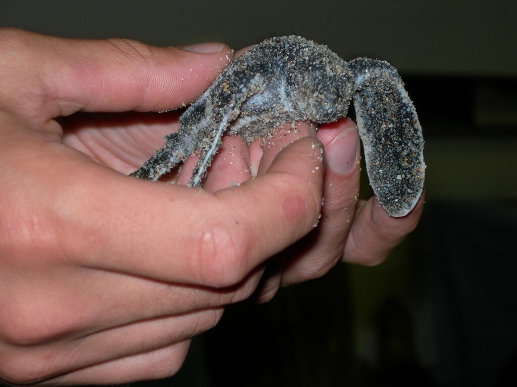 Leatherback Sea Turtle