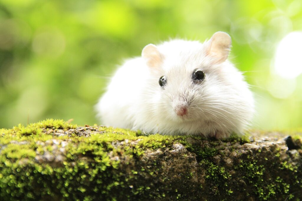  Hamster in an environment