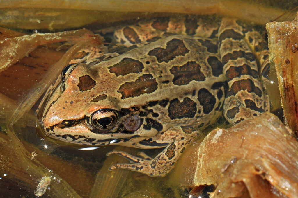 Pickerel_Frog_-_Lithobates_palustris,_Merrimac_Farm_Wildlife_Management_Area,_Aden,_Virginia-2