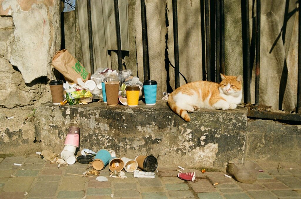 Cat Sleeping Outdoor