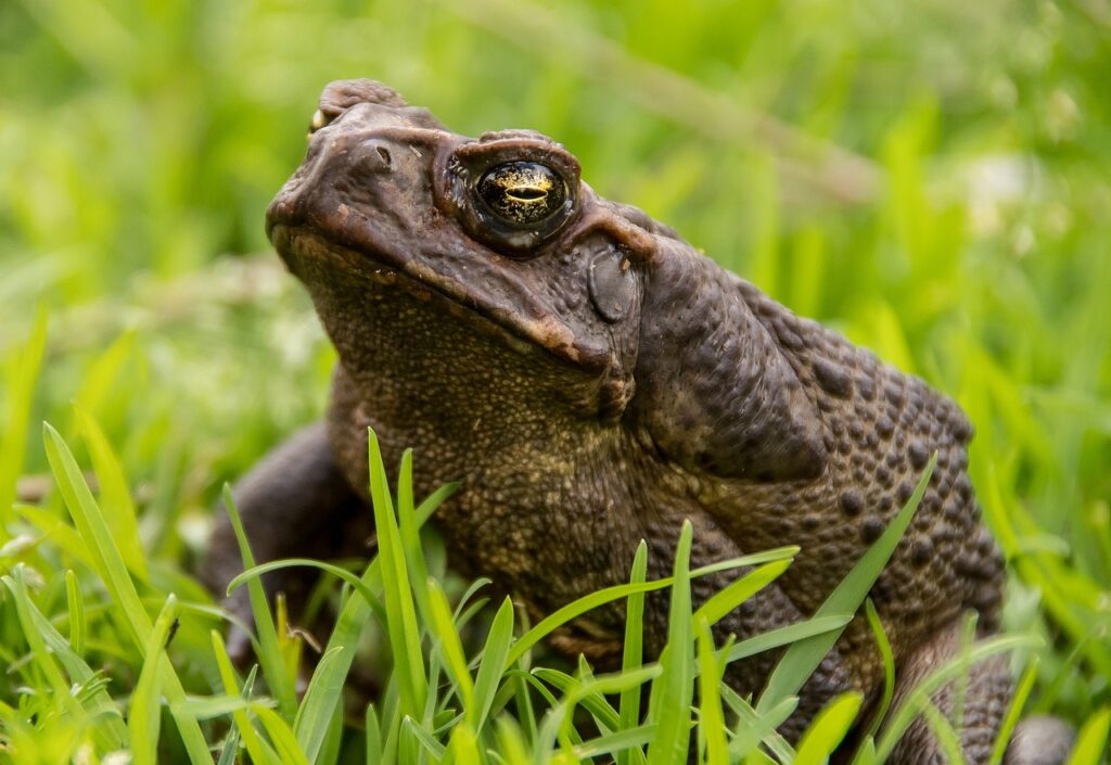 A Marine Toad