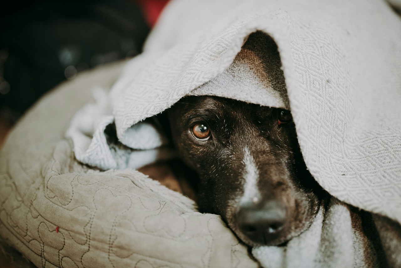 Feared Dog