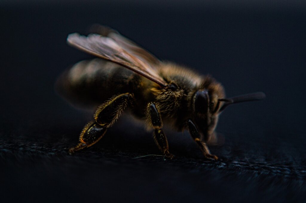 Honeybee and its wings