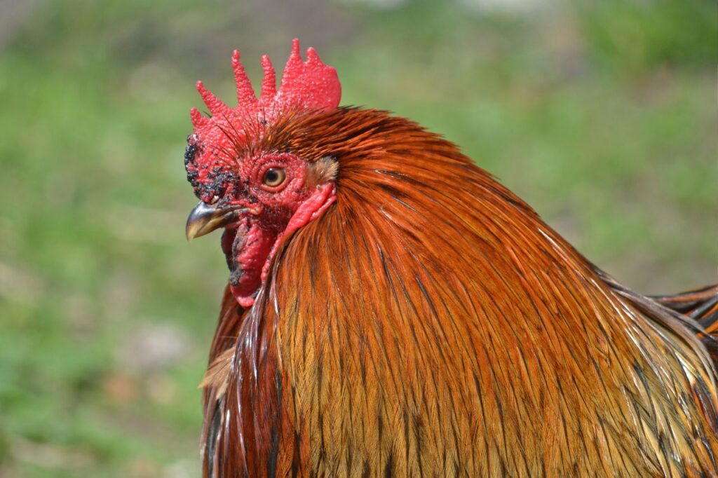 bantam chicken