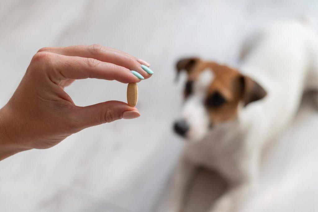 10 Vet-Approved Pain Remedies for Dogs (Ibuprofen Isn’t One)