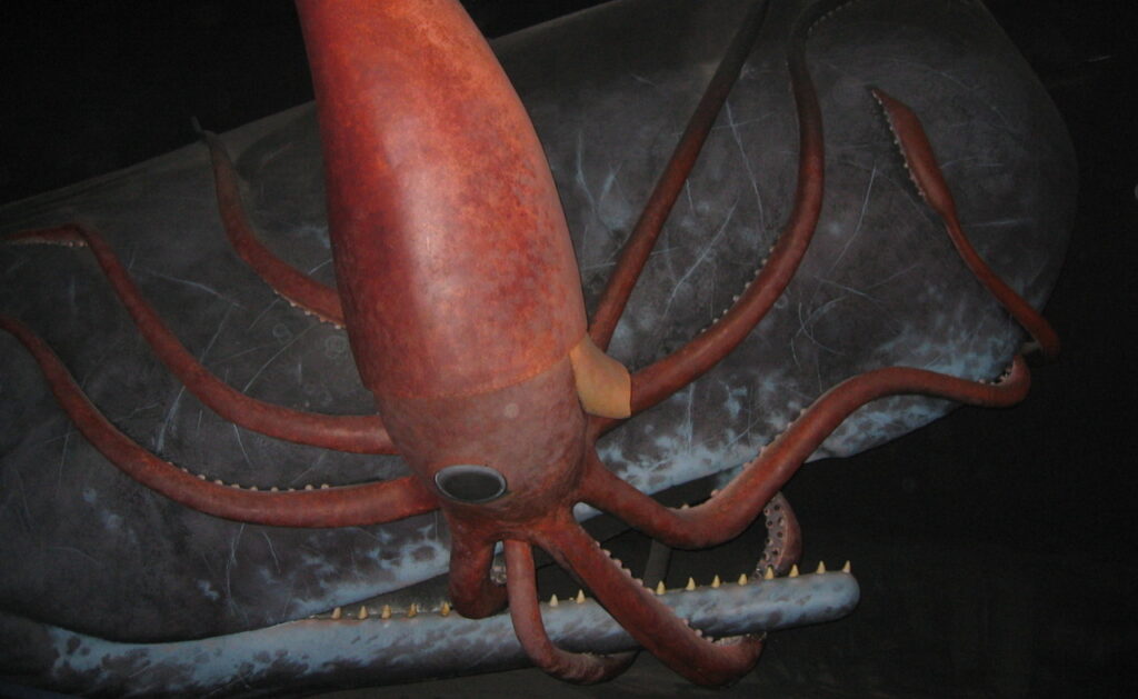 A Giant Squid dramatization