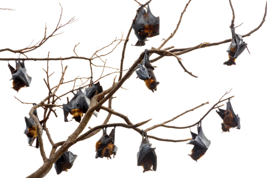 ideal bat conditions for bat in texas