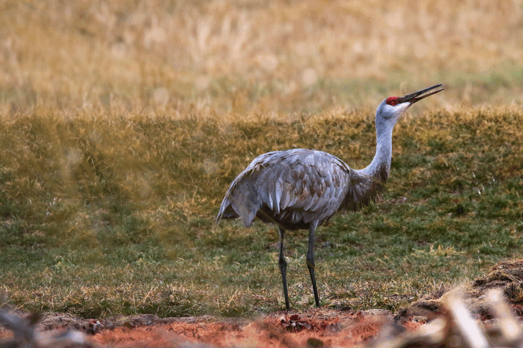 Sandhill Cranes