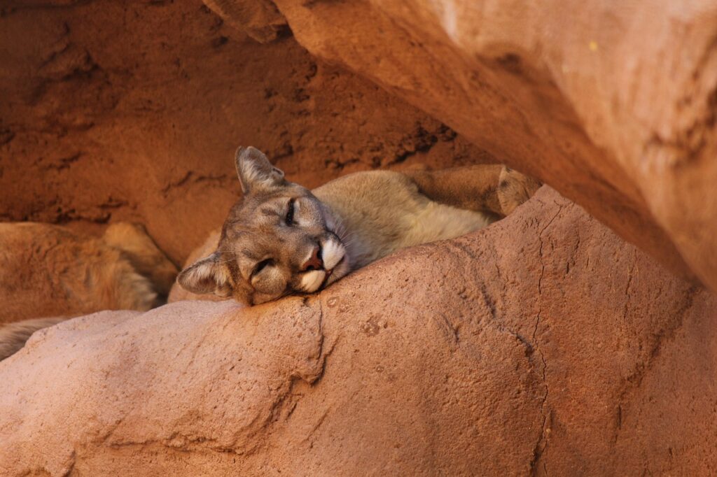 Mountain Lion asleep