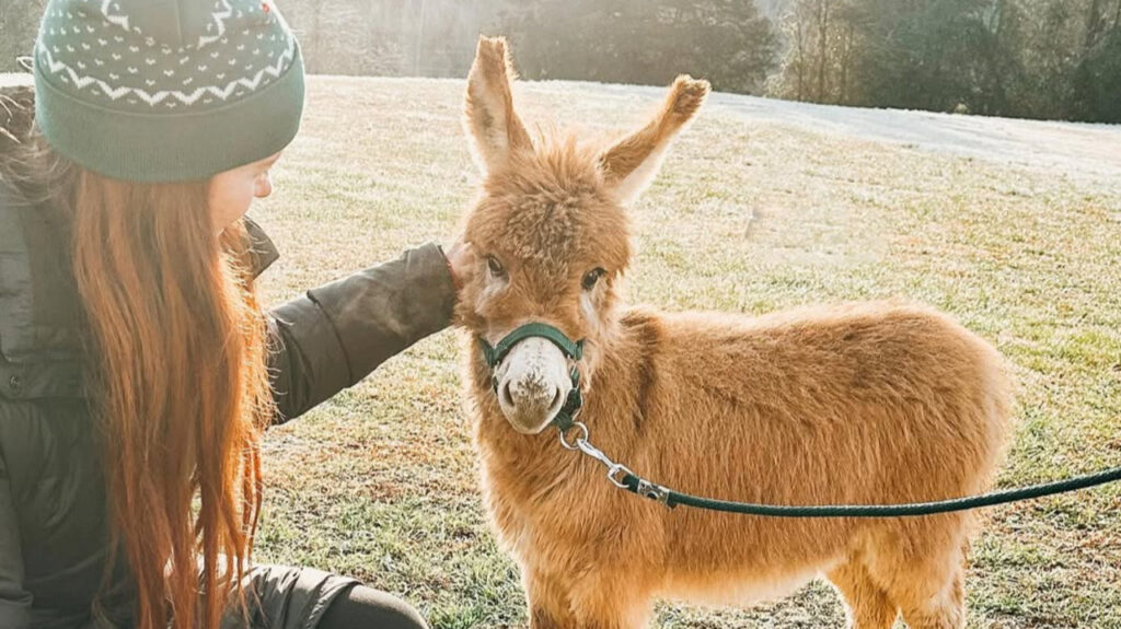 Miniature Donkey Petting