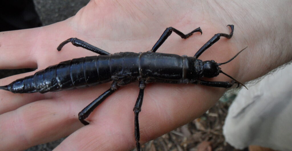 Lord Howe Stick Insect