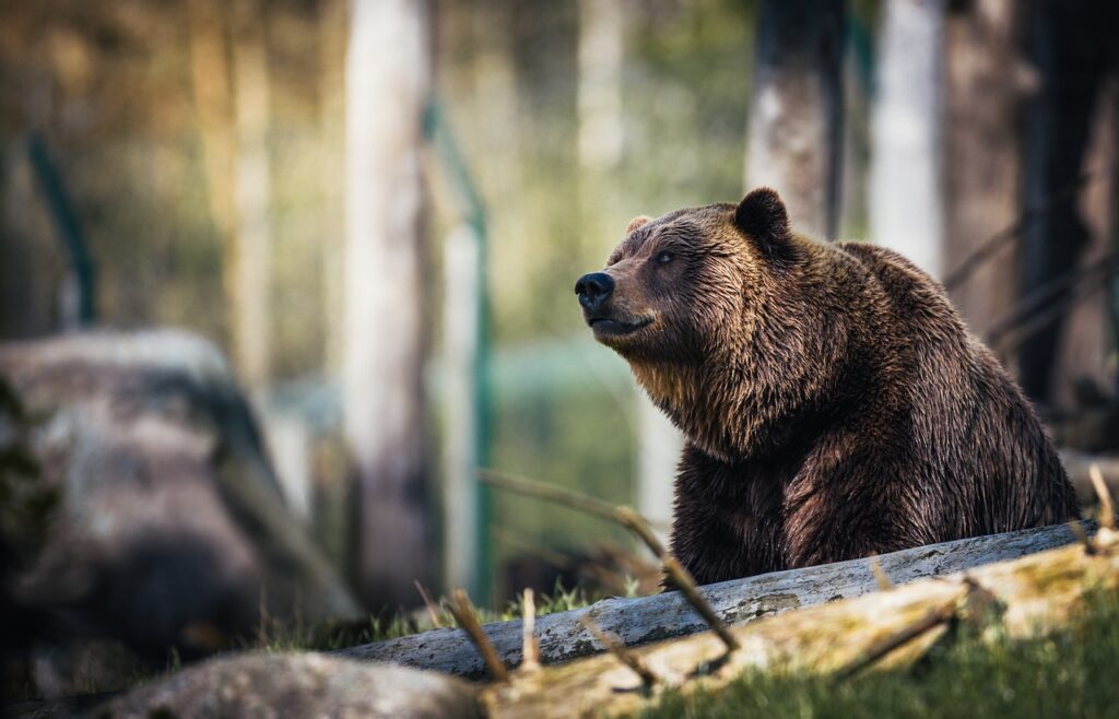 A Eurasian Brown Bear