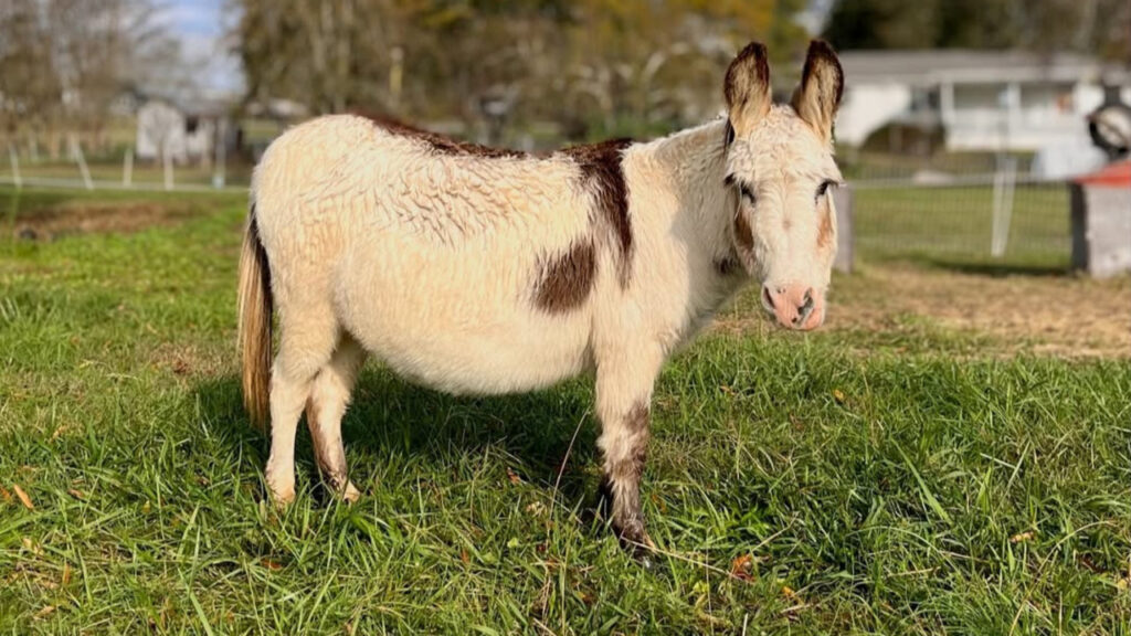 A Beautiful Miniature Donkey