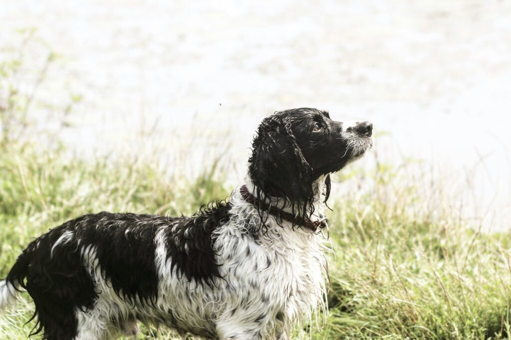 English Springer Spaniel