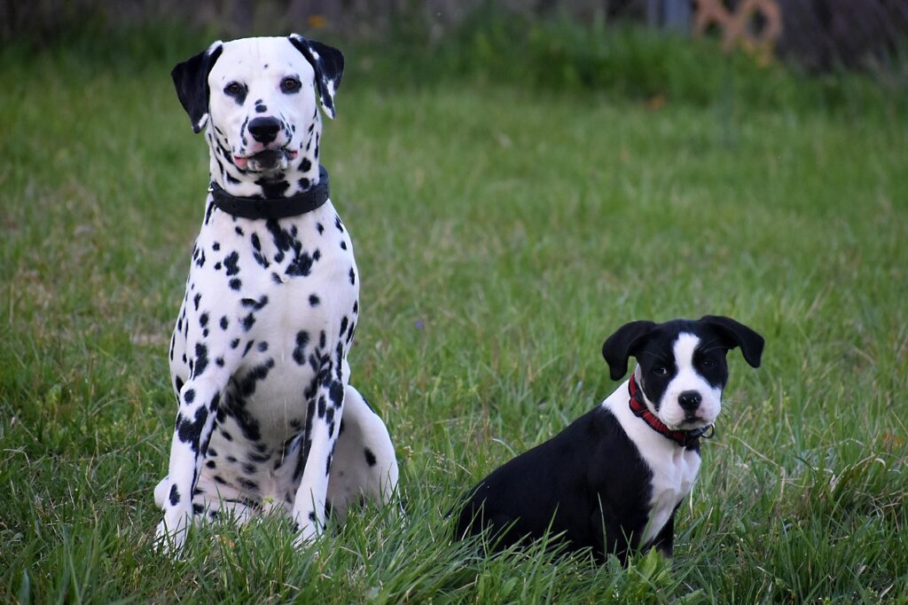 Dalmatian